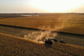 Аграрии обмолотили почти половину посевов: сколько зерна собрали