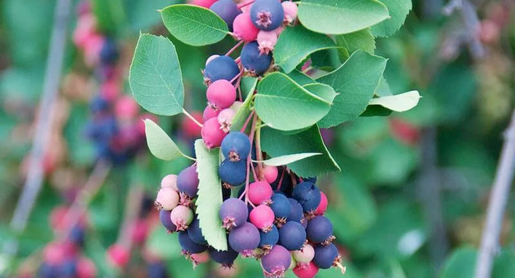 иллюстративное фото / east-fruit.com