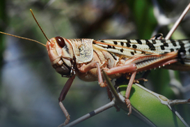 Саранча в Украине: Госпродпотребслужба оценила риски распространения вредителя