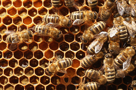 Сладкий успех: Украина вошла в тройку крупнейших мировых экспортеров меда