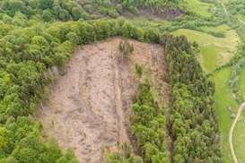 ТОП-чиновники Януковича планують забудувати ліси Закрпаття - ЗМІ