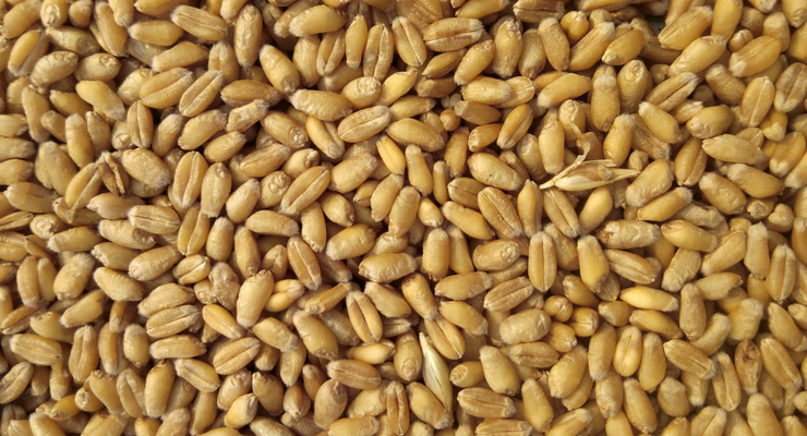 Avinash Kumar / unsplash.com