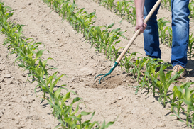 Земельный налог: землевладельцы и арендаторы участков уплатили 25,5 млрд грн