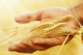 Жатва под звуки сирен: аграрии в Украине собрали более 28 млн тонн зерновых