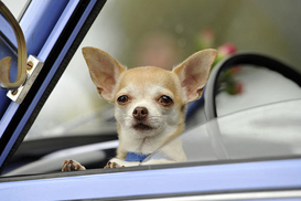 Топ-10 авто августа: кроссоверы лидируют на украинском рынке