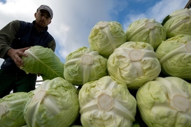 Цены на один из базовых овощей выросли на 27% за неделю: почем килограмм