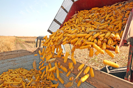 Зерно к зерну: в Украине начали собирать кукурузу