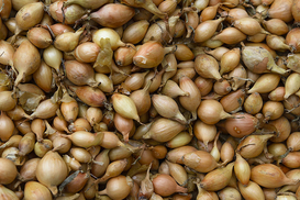 Лук не заставит плакать: цены на овощ в Украине пошли вниз