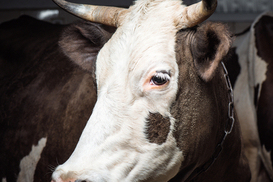 Помощь для строительства ферм: в Украине стартует прием заявок