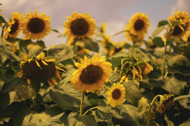 Подсолнечника убрано почти на 60%: какой урожай собрали