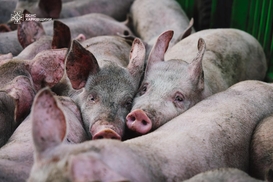 Погибли 13 тыс свиней: россияне атаковали сельхозпредприятие на Харьковщине