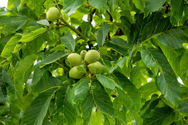 Агроэкспорт: какая культура поможет интеграции с ЕС