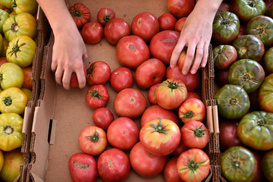 Цены на тепличные помидоры пошли вверх: сколько платят украинцы