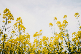 Экспорт рапсового масла из Украины в ЕС бьет рекорды: причины