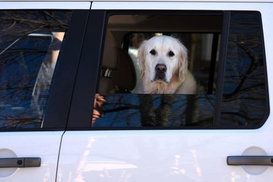 Украинцы теряют интерес к дизельным авто: продажи упали на 10%