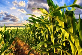 Ukraine opens a new oilseed plant: it will process corn as well