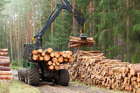 В Украине установили ​​нулевую квоту на экспорт необработанной древесины