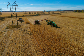 Аграрии завершают жатву: самые большие неубранные площади под кукурузой