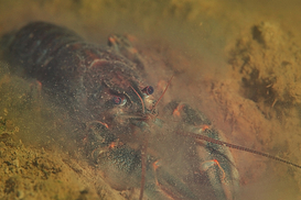 Рак на вес золота: в Украине вводят длительный запрет на отлов