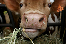 Аграриям увеличили размер компенсации за строительство животноводческих ферм