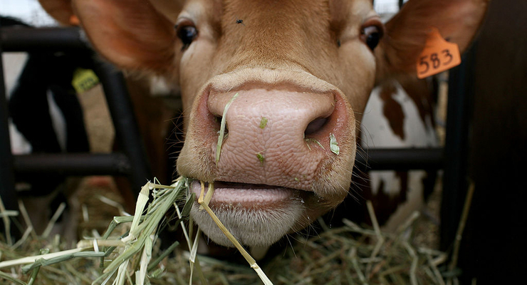 Иллюстративное фото / Getty Images