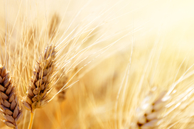 Украина увеличила экспорт агропродукции в ноябре: что продавали