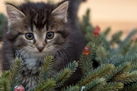 Стартовал сезон продажи рождественских елок: какие цены на деревья