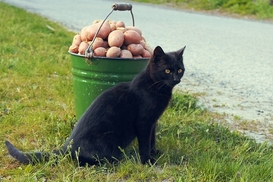 Качество украинского картофеля может ухудшиться после Нового года: причина