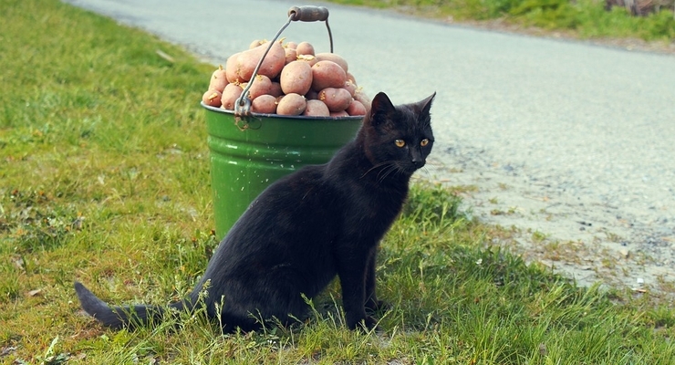 Иллюстративное фото / pixabay.com