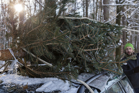 Нелегальная вырубка елок: какие штрафы и наказания предусмотрены
