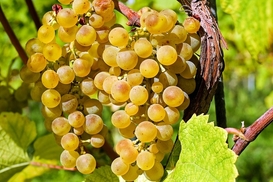 В Україні запрацюють нові правила для виноробів і виробників винограду