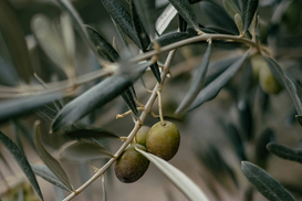 Аграрії Херсонщини вперше вирощуватимуть оливки: саджанці вже завезли