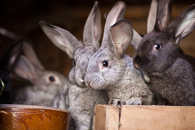 В Украине внедряются новые требования к содержанию животных: детали