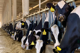 Україна наростила експорт худоби та м'яса: куди везли