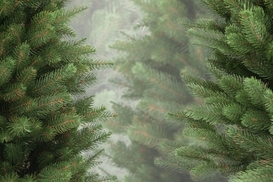 Незаконна вирубка ялинок перед святами: які штрафи загрожують українцям