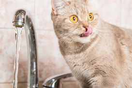 Підвищення тарифів на воду для українців: що кажуть в уряді