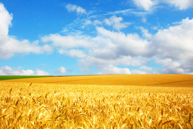 Земельные платежи выросли на 15%: кто заплатил больше всего