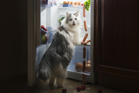 Свет выключили: как правильно хранить продукты, чтобы не навредить здоровью