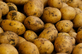 Попит і ціна на картоплю в Україні змінилися: що на них впливає