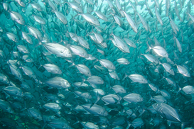 Реформы в рыбном хозяйстве: что изменилось в Украине за год