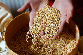 Украинские фермеры получат модульные зернохранилища: стартует прием заявок