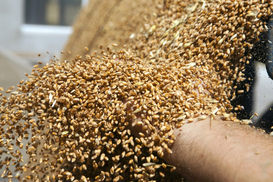 РФ вкрала в України понад 2 млн тонн зерна: названо головні ринки збуту