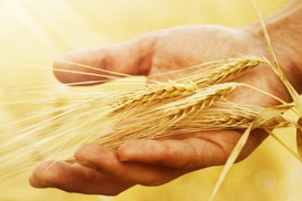 Два млн тонн викраденого зерна: кому Росія продає збіжжя з ТОТ України