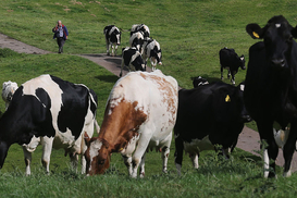 Открыты три новых рынка: Украина будет экспортировать КРС в Алжир