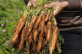 В Украине растут цены на полезный овощ: сколько заплатим за килограмм