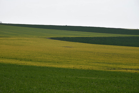Великі агрохолдинги зменшують земельні банки: хто в списку