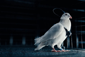 Голуби-дроны и «перепрошитые» украинцы: чем занимается стартап дочери Путина