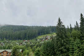 «Леса Украины» реализует инвестпрограмму на 4,1 млрд грн: детали