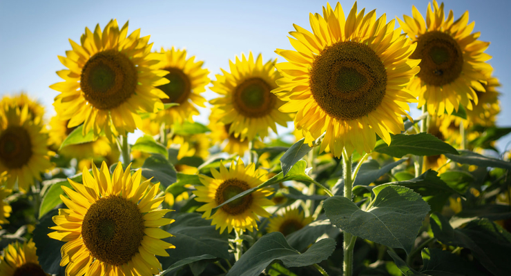 Bonnie Kittle  / unsplash.com