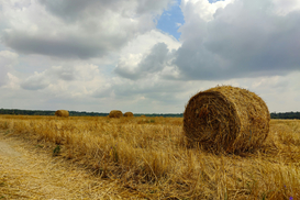 Ціни зростають, прибутковість падає: що відбувається на ринку сільгоспземель